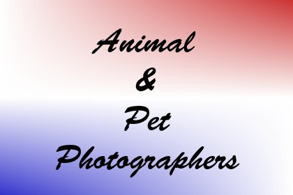Animal & Pet Photographers Image