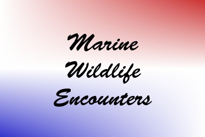 Marine Wildlife Encounters Image