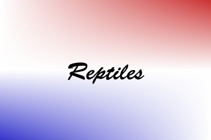 Reptiles Image