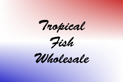 Tropical Fish Wholesale Image