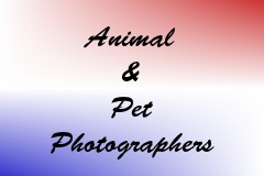 Animal & Pet Photographers
