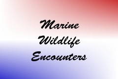 Marine Wildlife Encounters