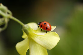 macro photo - ladybug on flower