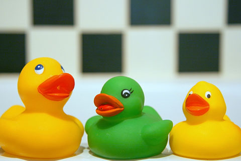 colorful rubber ducks